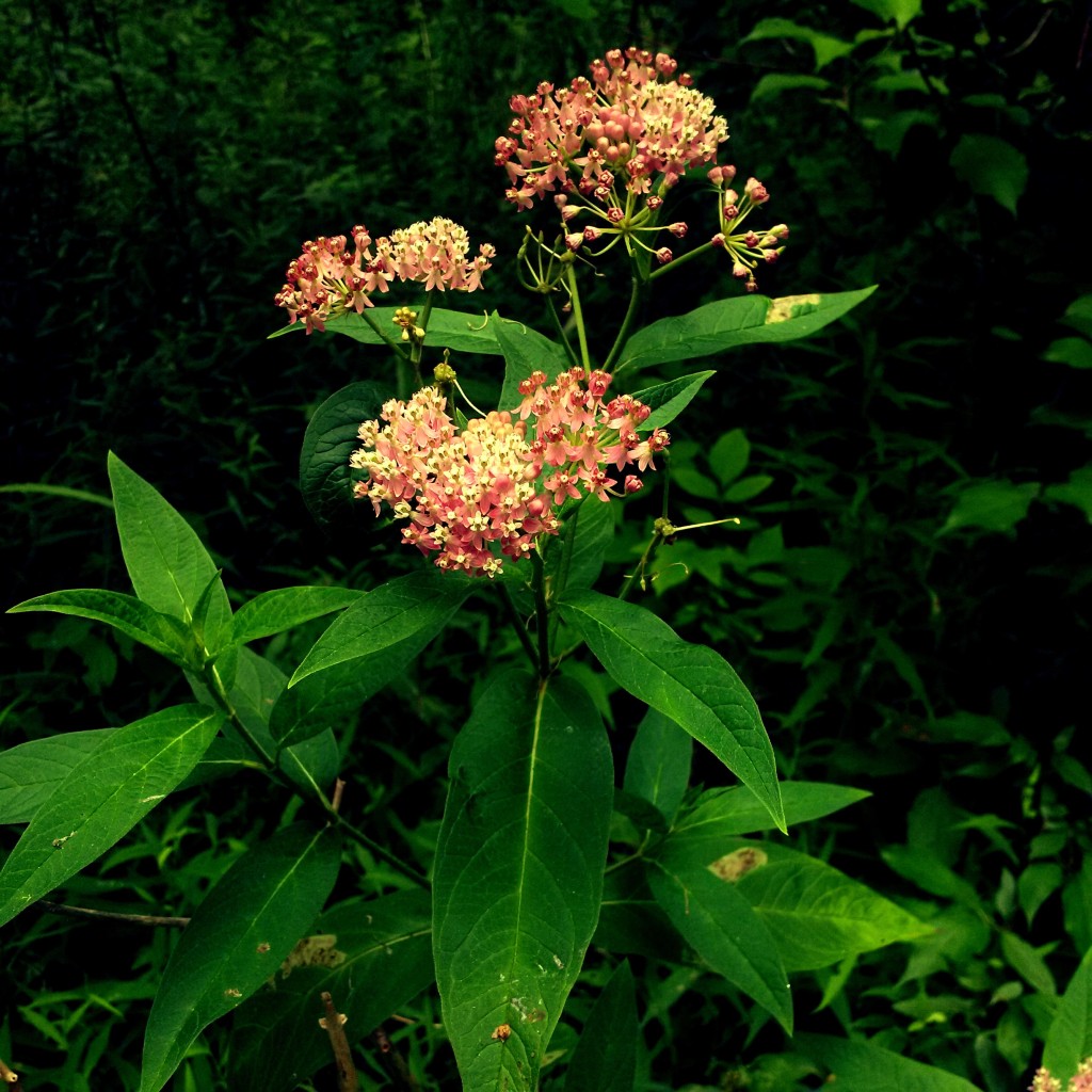 Milkweed in the Thundering Waters Forest-Savannah - one of the only habitats suitable for Monarch butterflies
