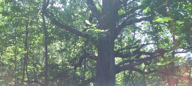 Life Cycle of a Niagara White Oak Tree